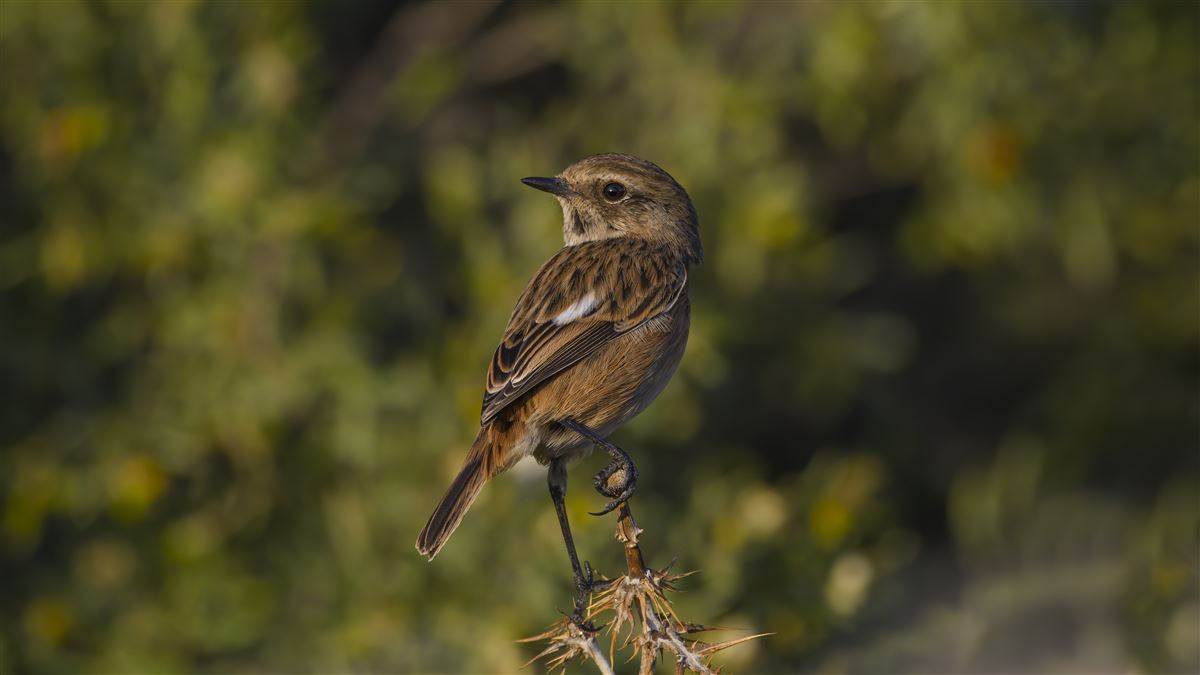 European Stonechat