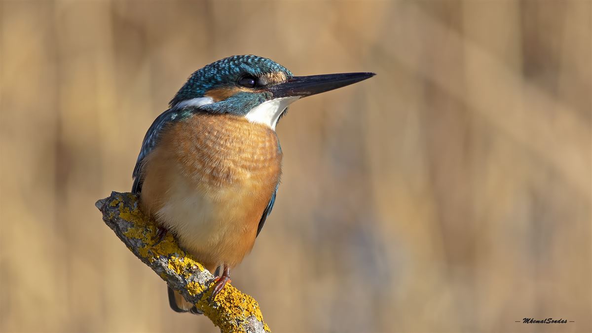 Common Kingfisher