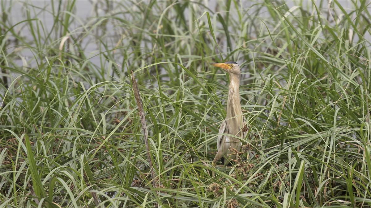 Little Bittern