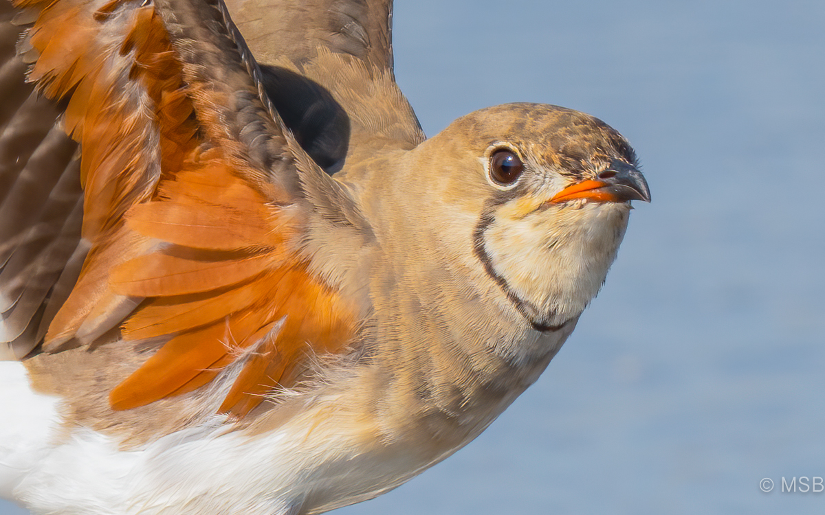 Collared Pratincole