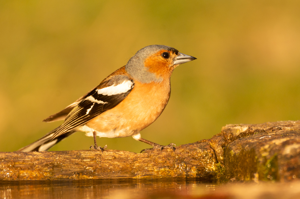 Common Chaffinch
