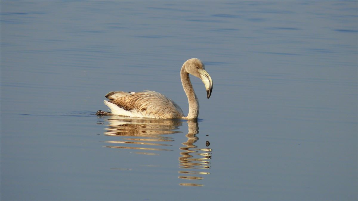 Greater Flamingo