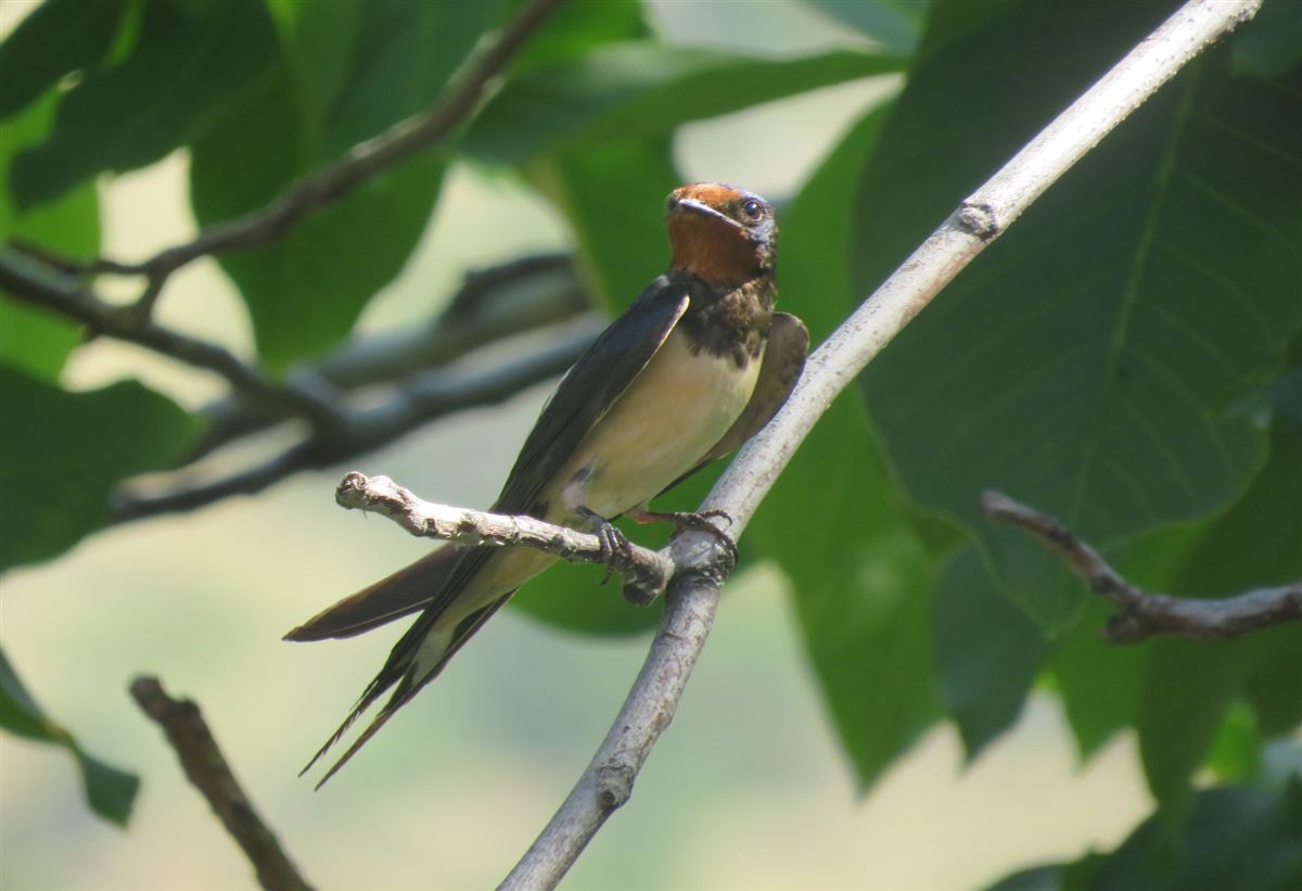 Barn Swallow