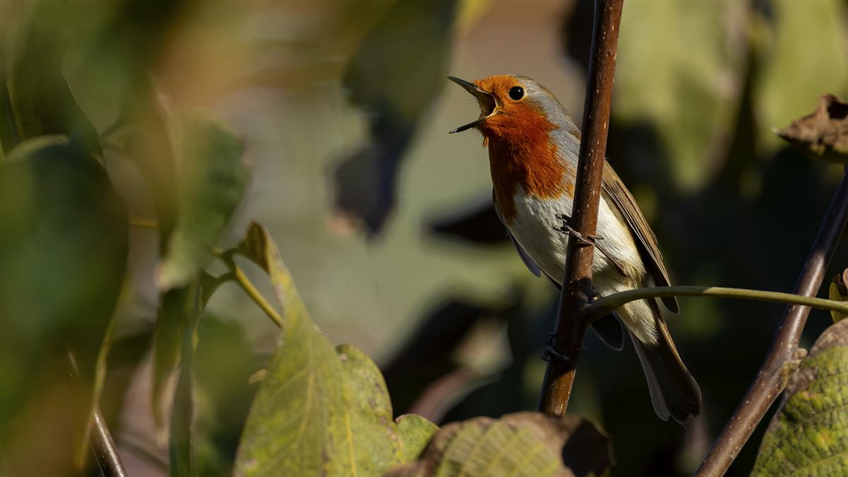 European Robin