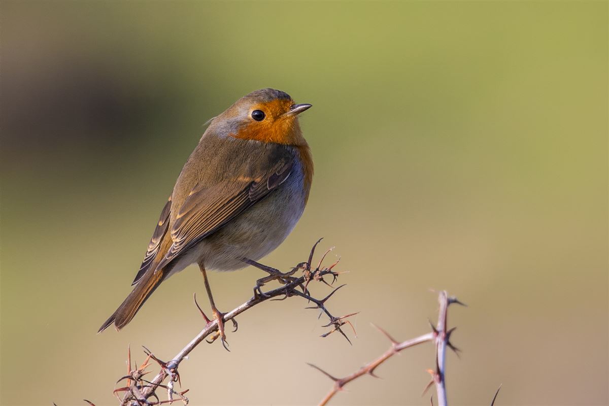 European Robin
