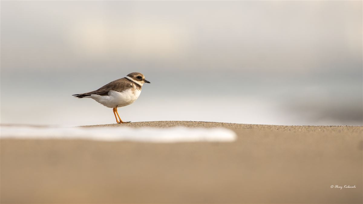 Common Ringed Plover
