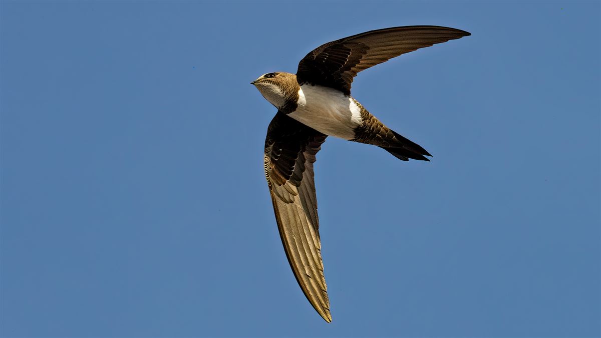 Alpine Swift