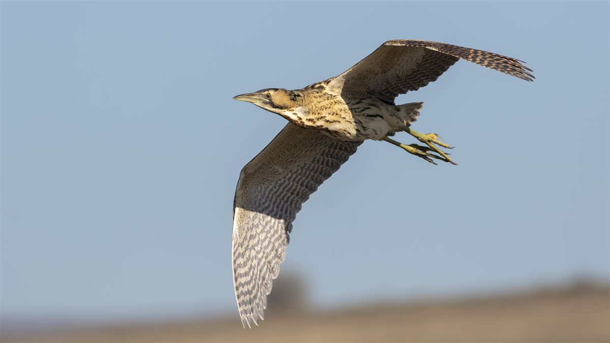 Eurasian Bittern