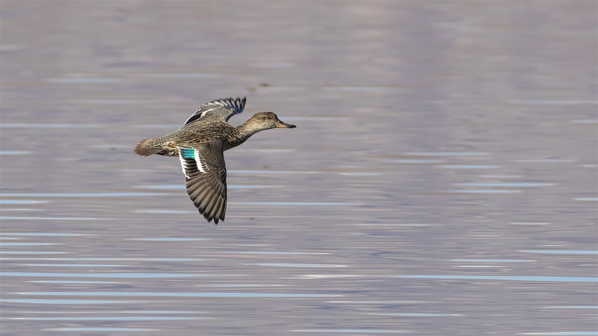 Eurasian Teal