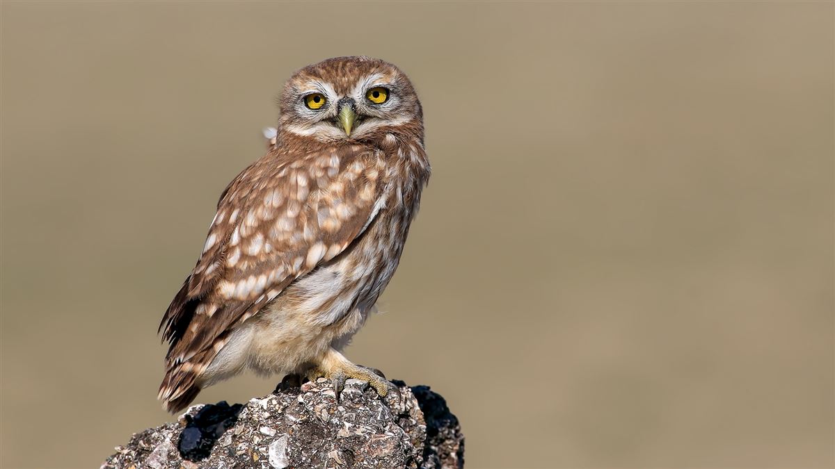 Little Owl