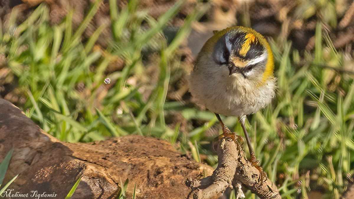 Common Firecrest