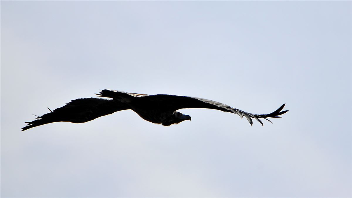 Cinereous Vulture