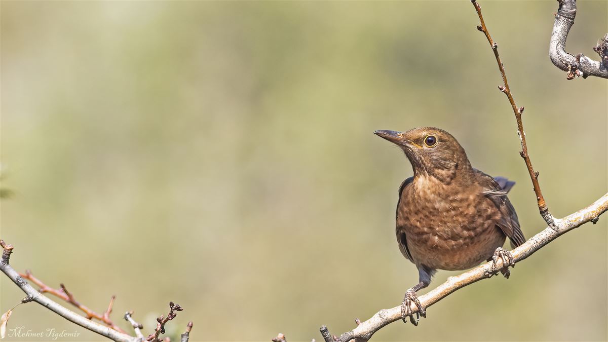 Common Blackbird