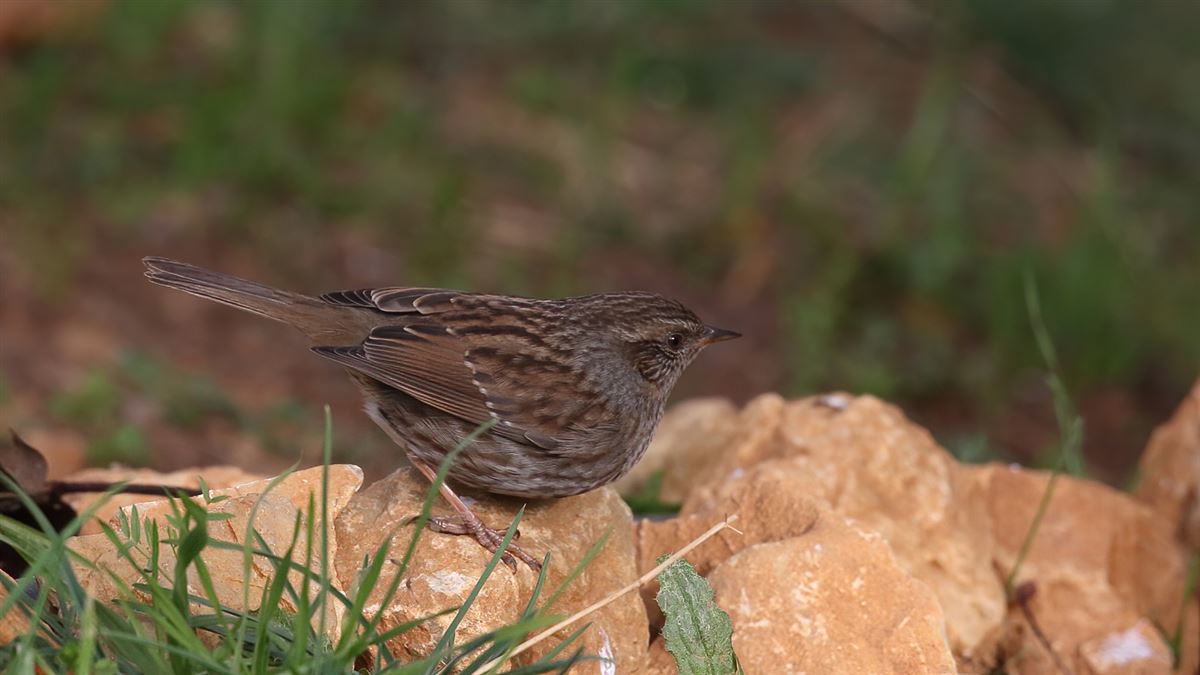 Dunnock
