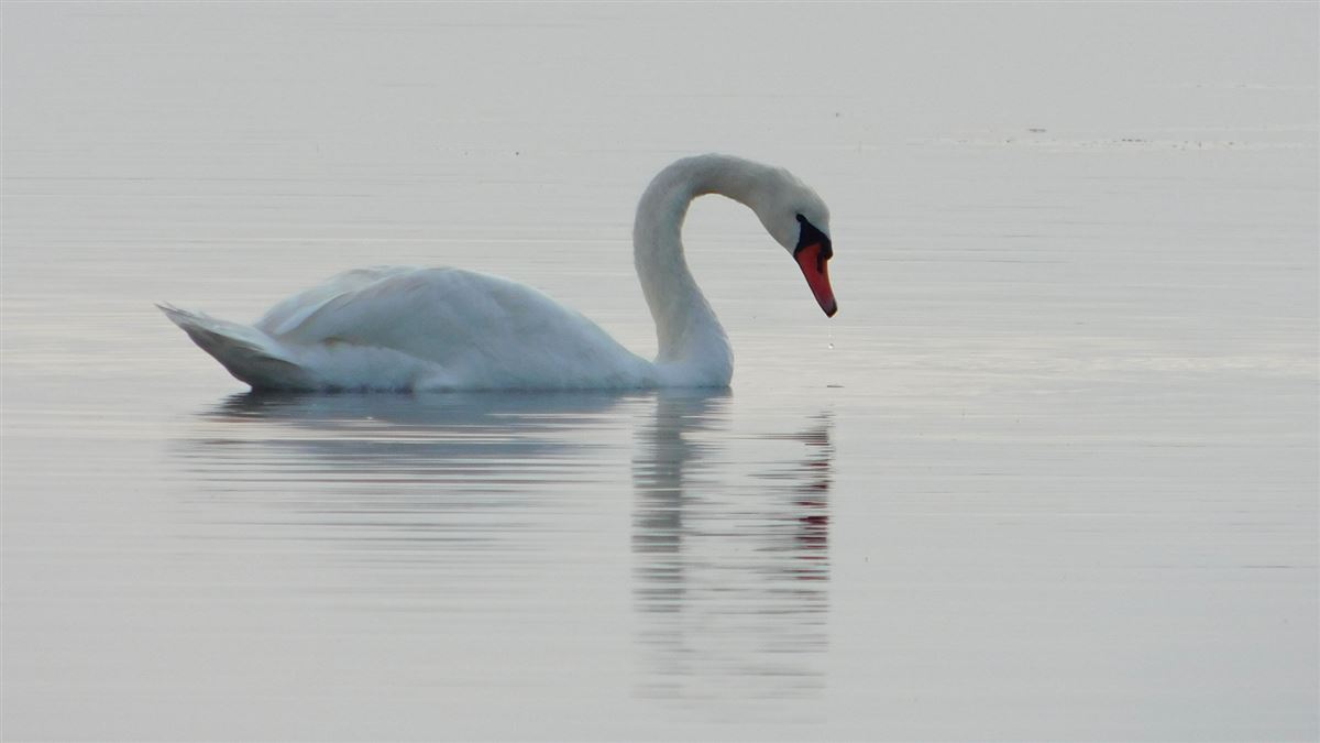 Mute Swan