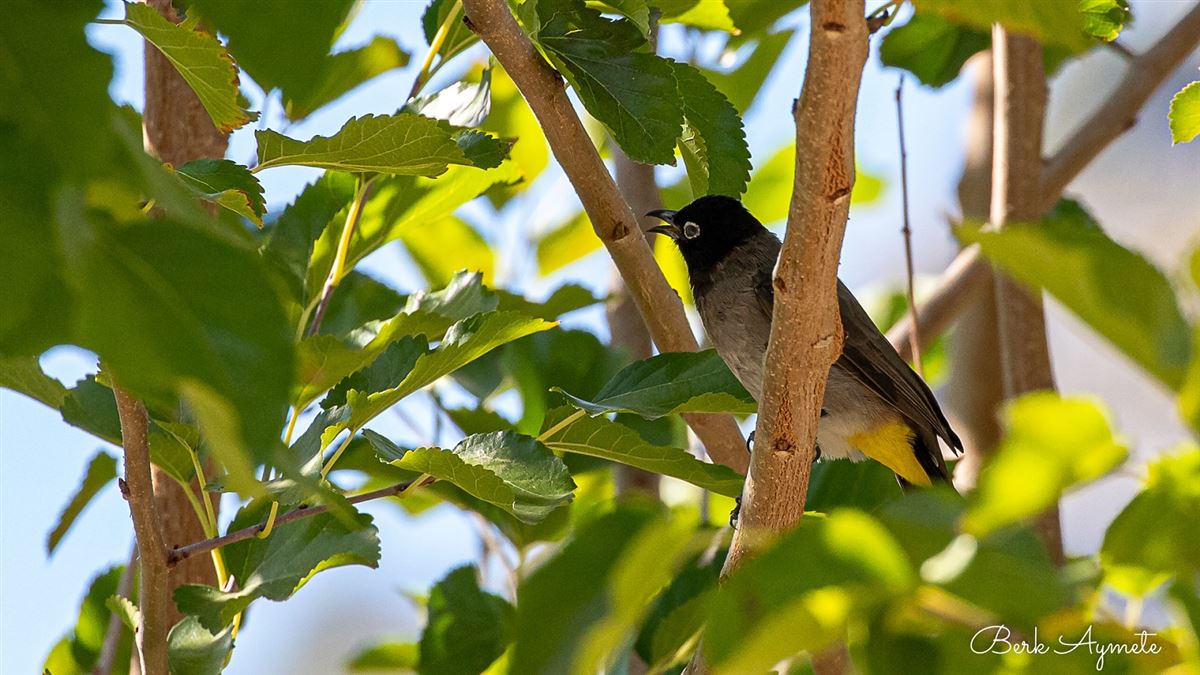 White-spectacled Bulbul