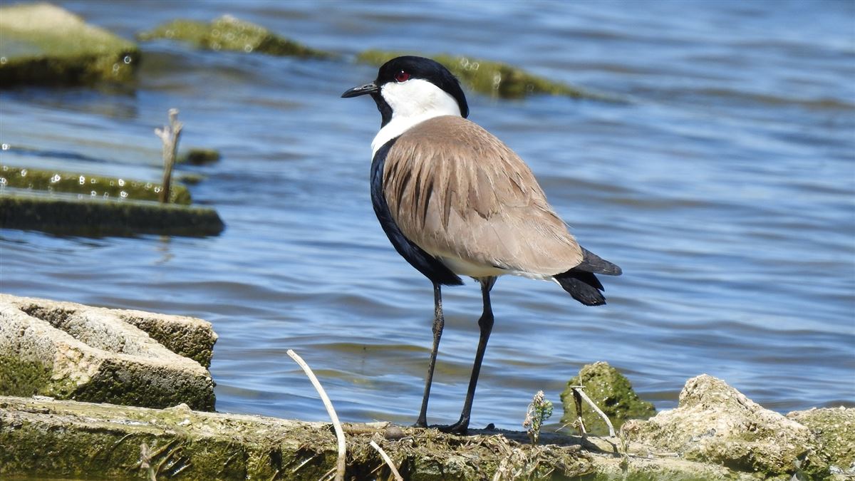 Spur-winged Lapwing