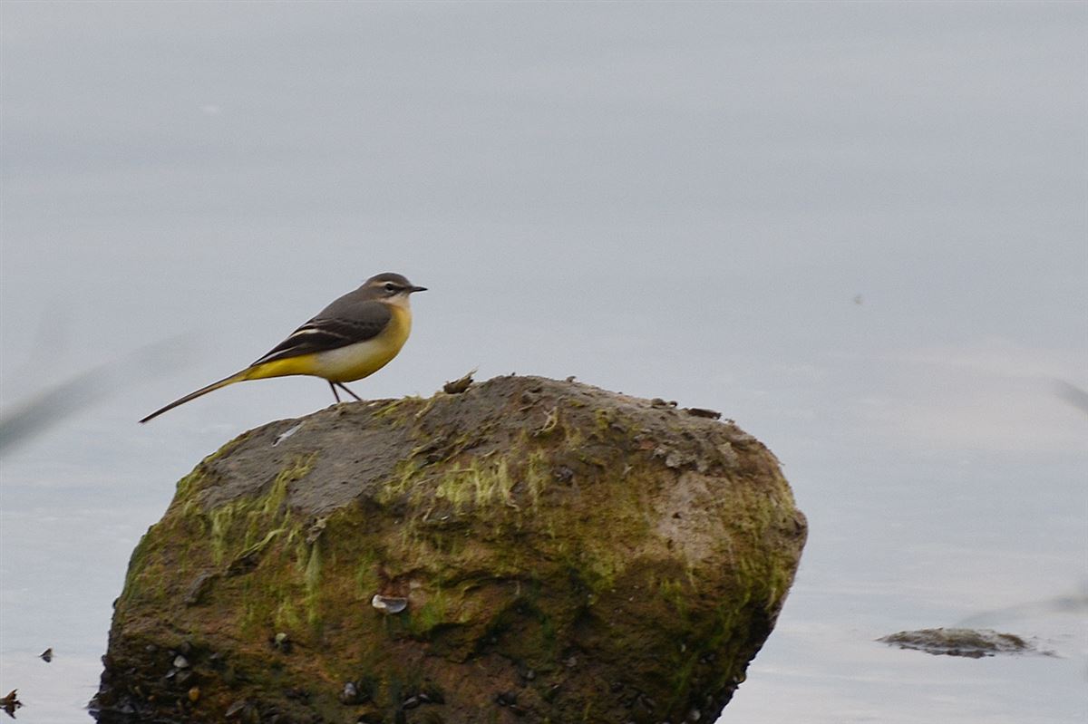 Grey Wagtail