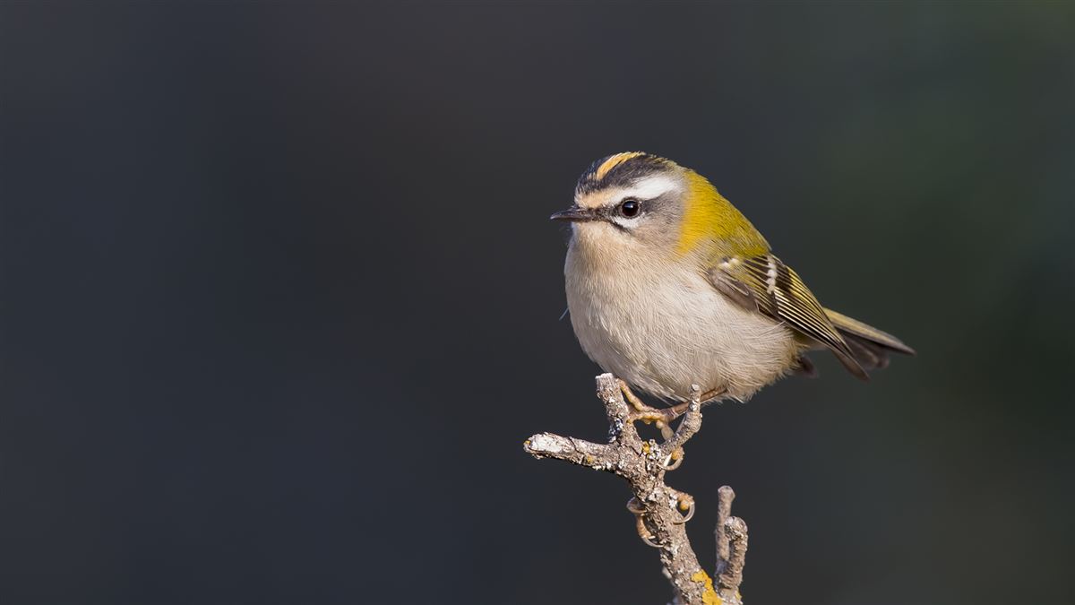 Common Firecrest