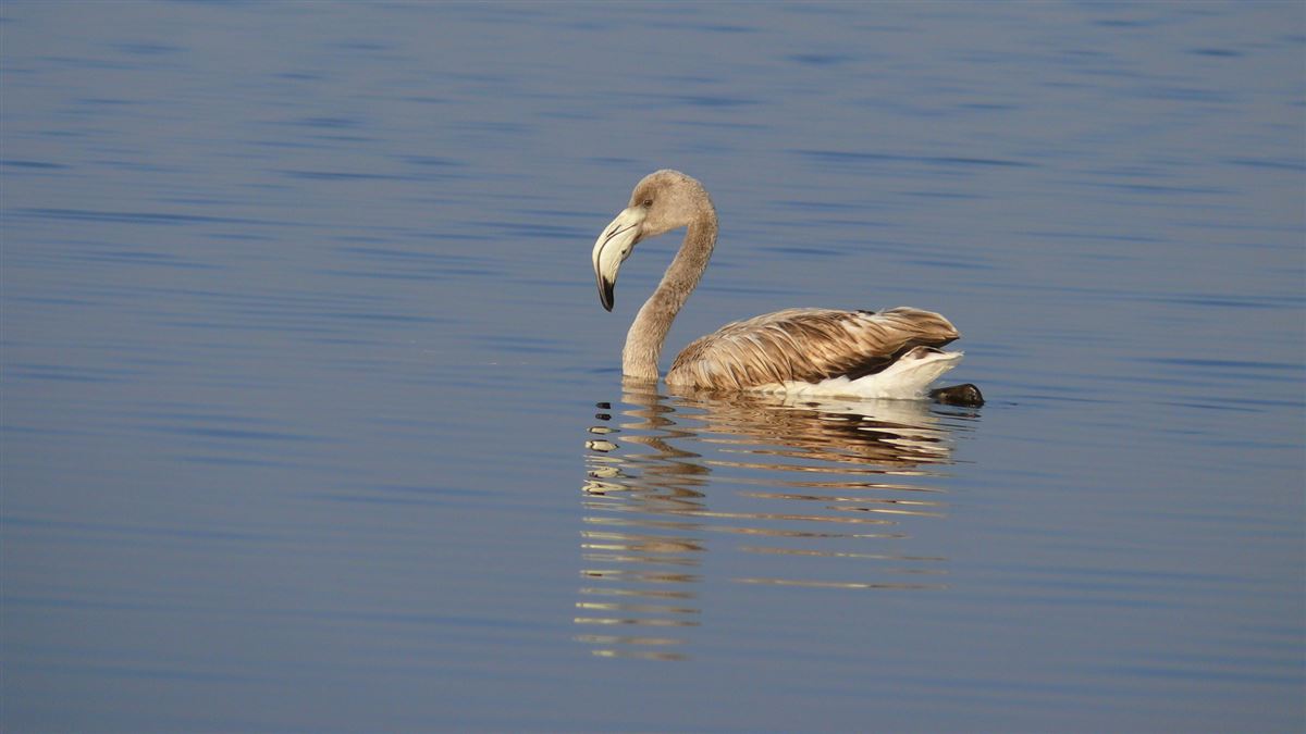Greater Flamingo