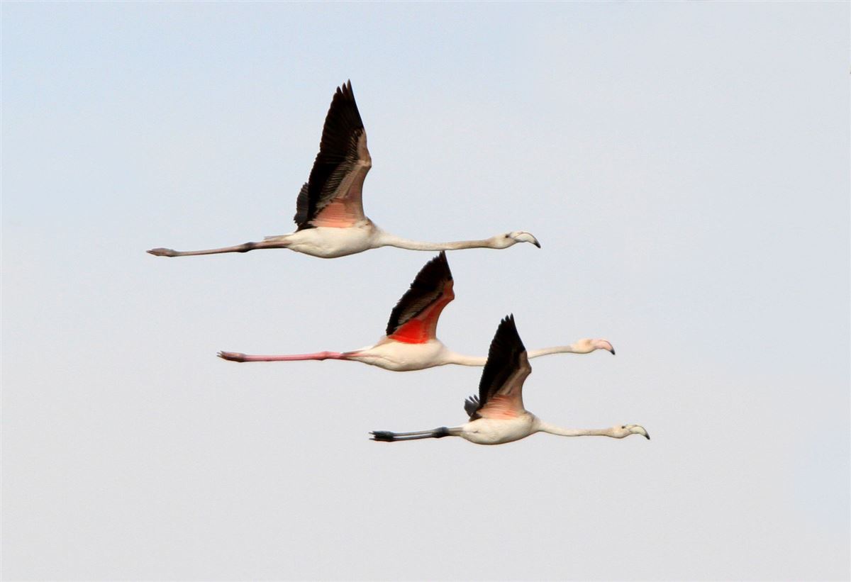 Greater Flamingo
