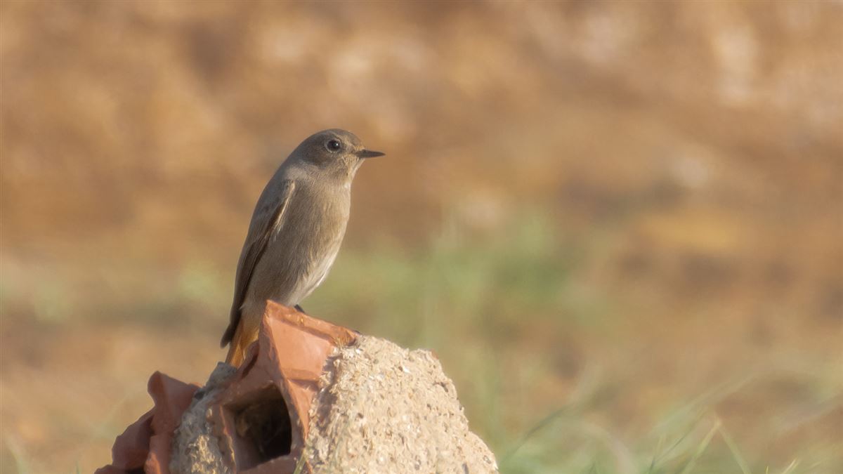 Black Redstart