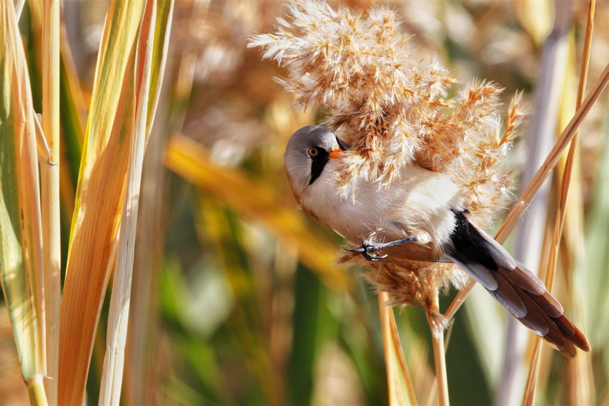 Bearded Reedling