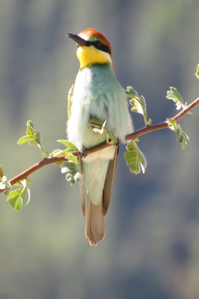 European Bee-eater