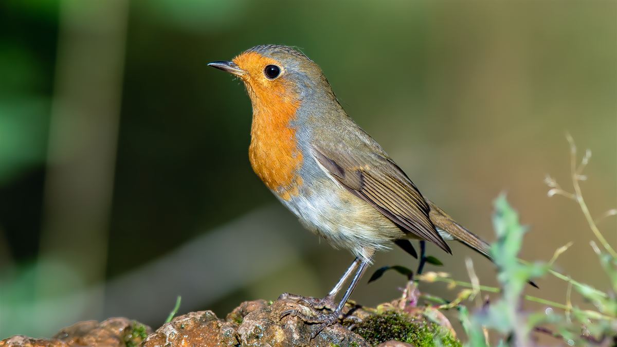 European Robin