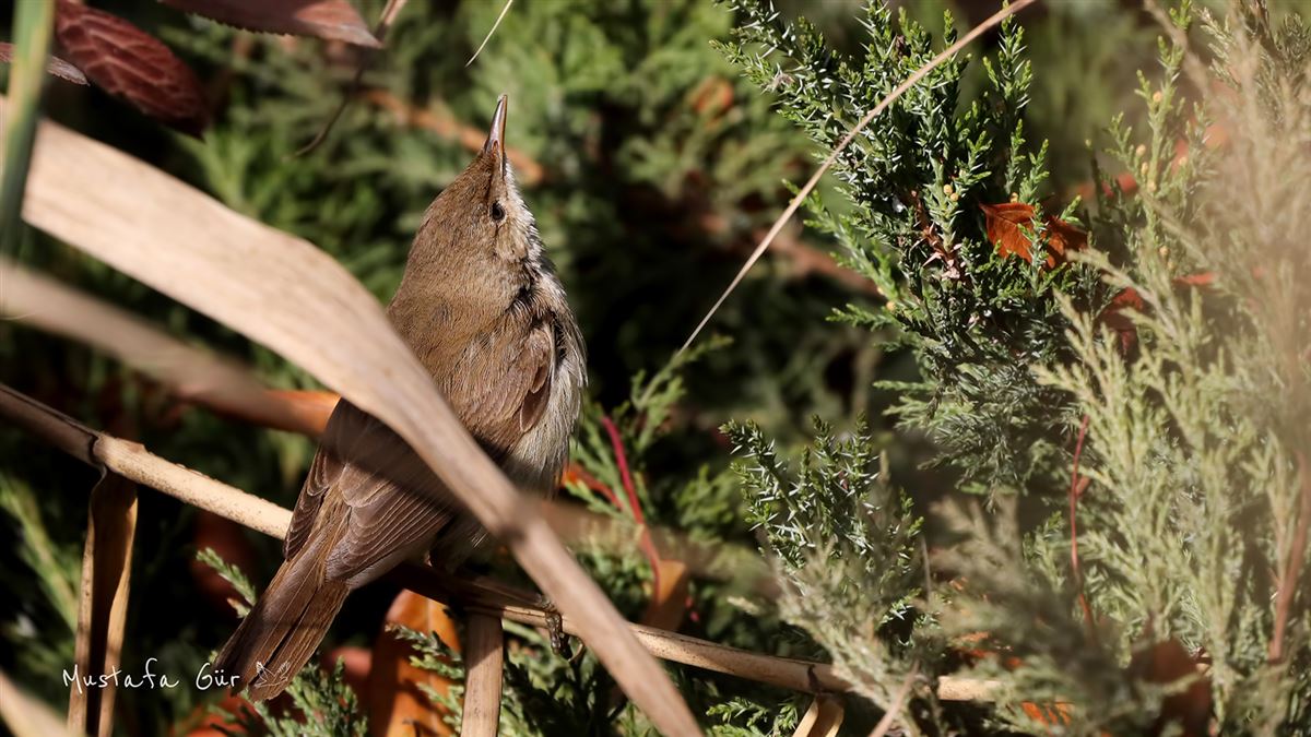 Common Reed Warbler