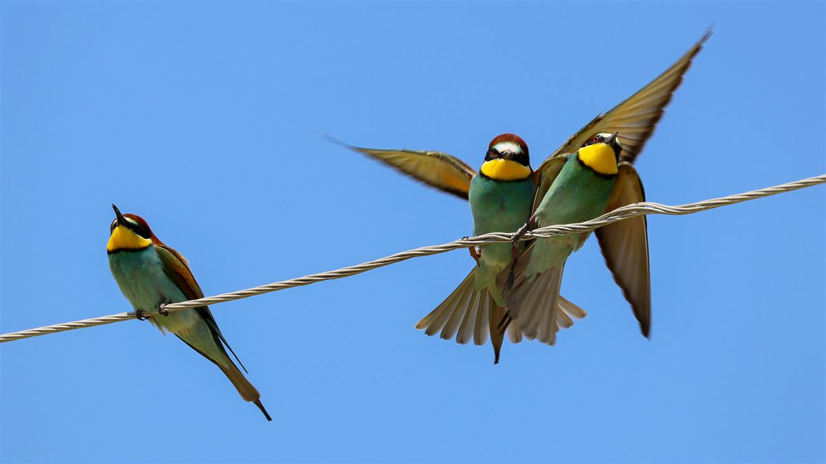 European Bee-eater