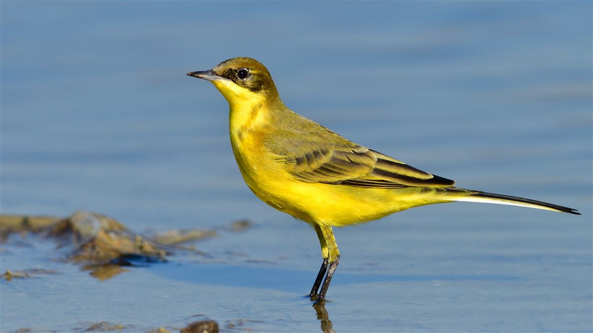 Western Yellow Wagtail