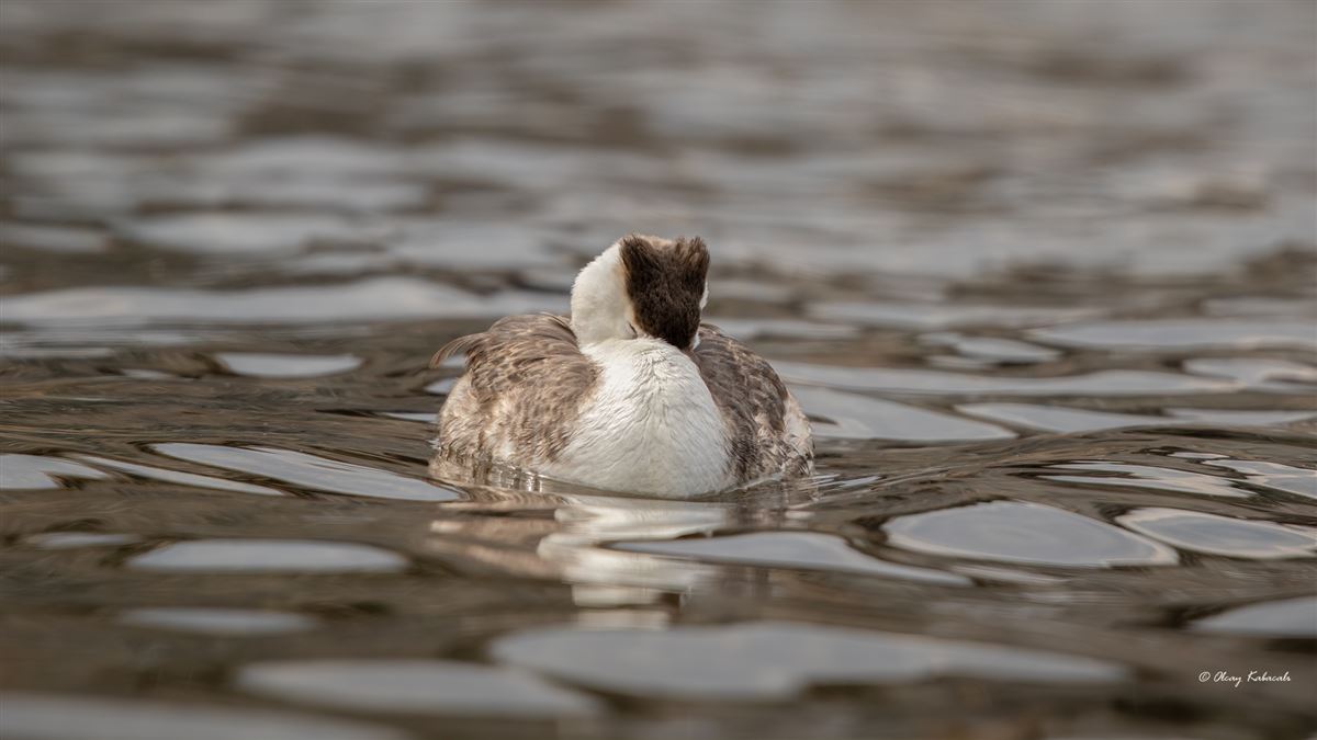 Great Crested Grebe
