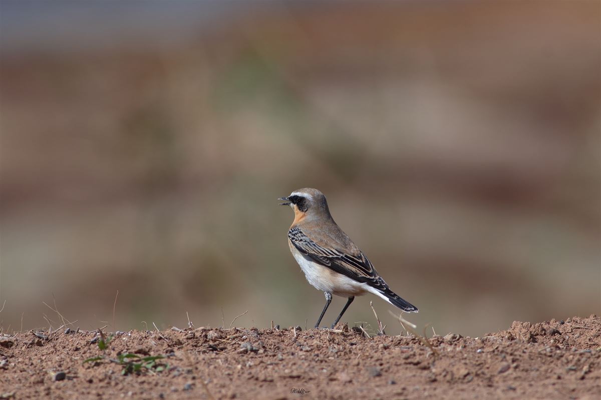 Northern Wheatear