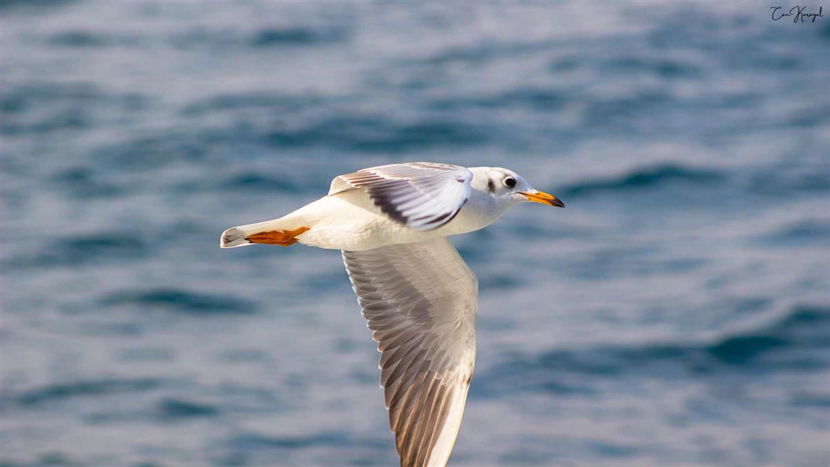 Black-headed Gull