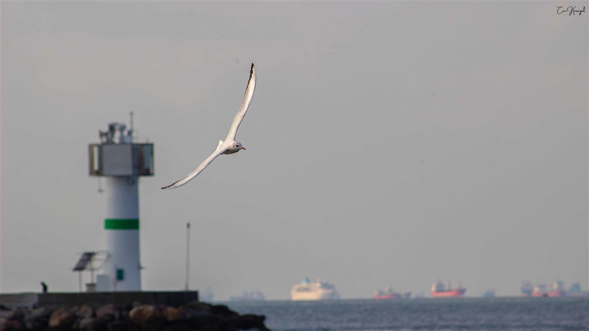 Black-headed Gull