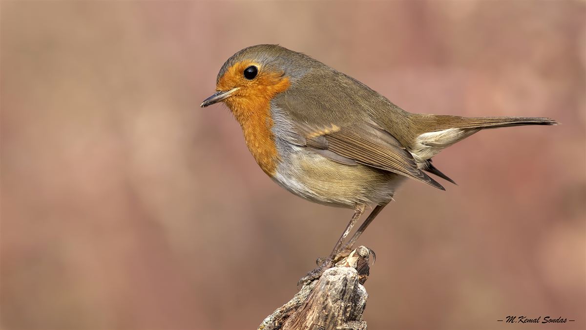 European Robin