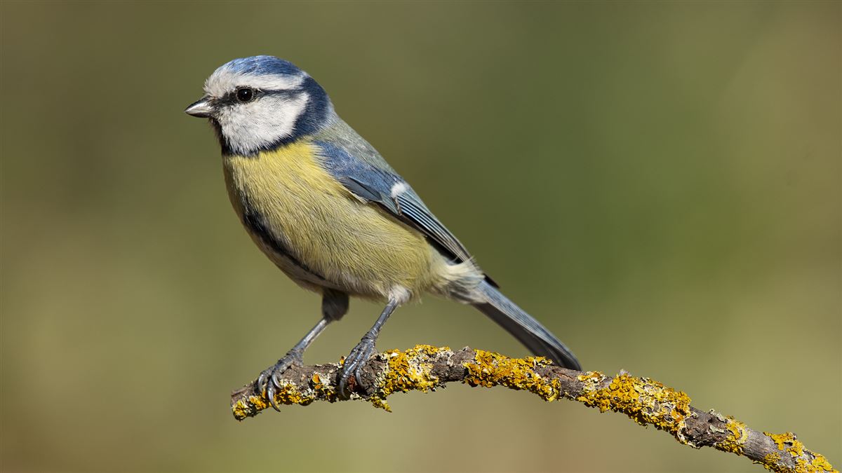 Eurasian Blue Tit