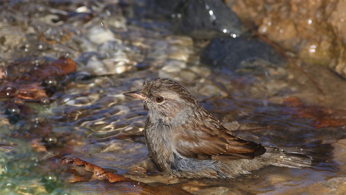 Dunnock