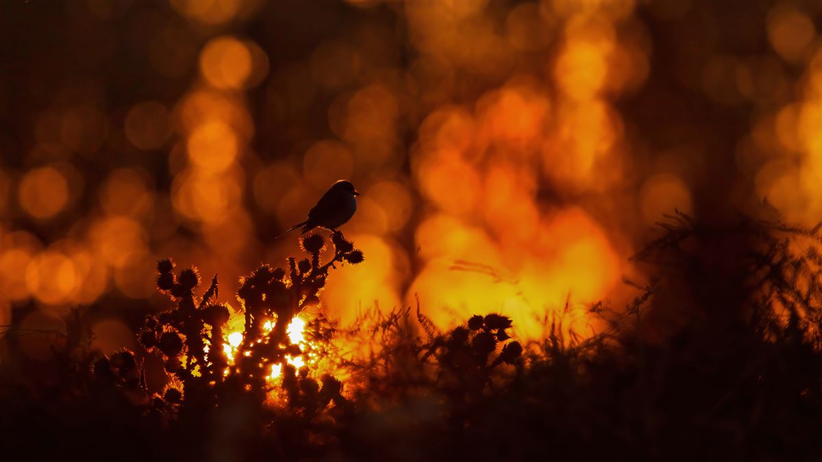 Red-backed Shrike