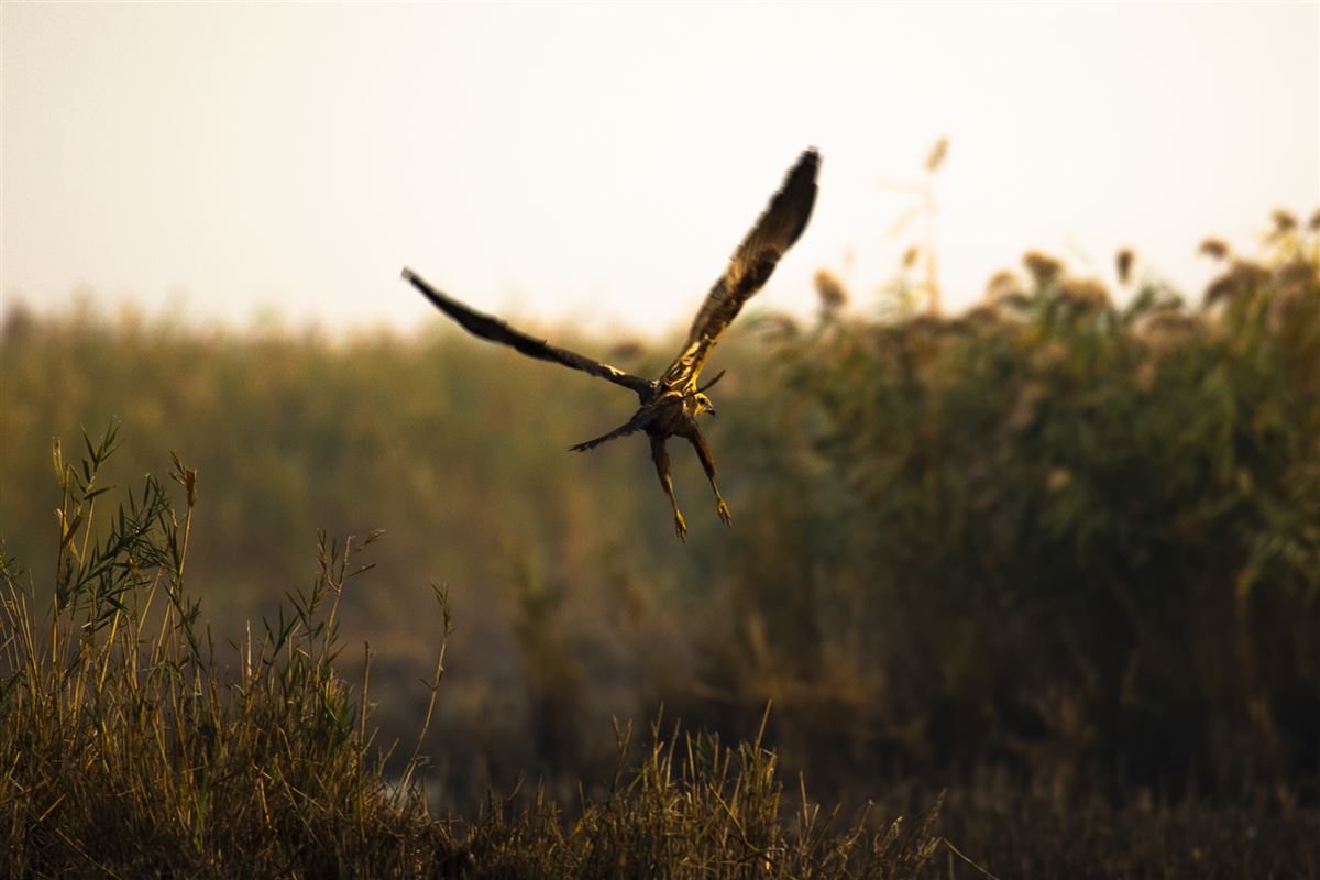 Western Marsh Harrier