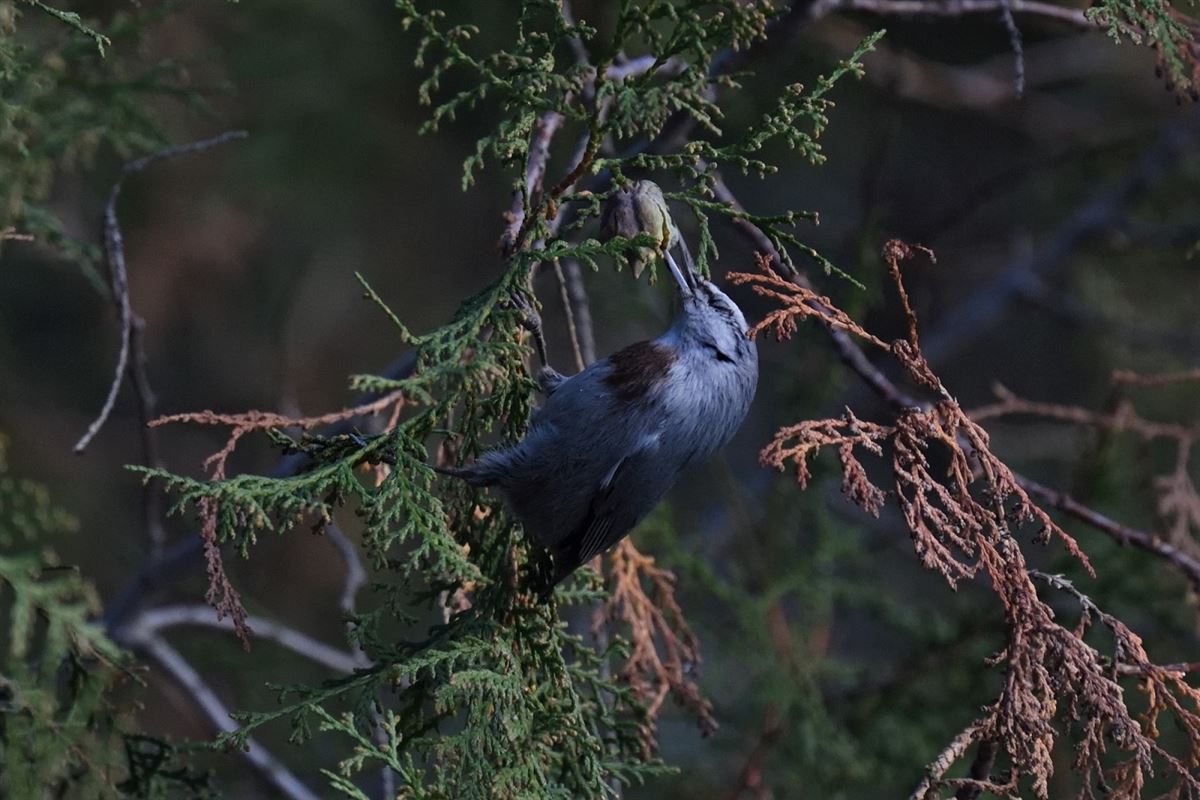 Krüper`s Nuthatch