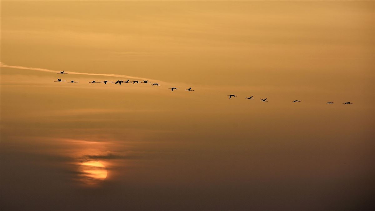 Greater Flamingo