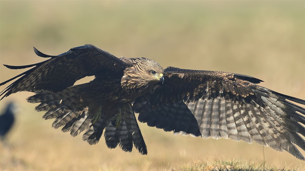 Black Kite