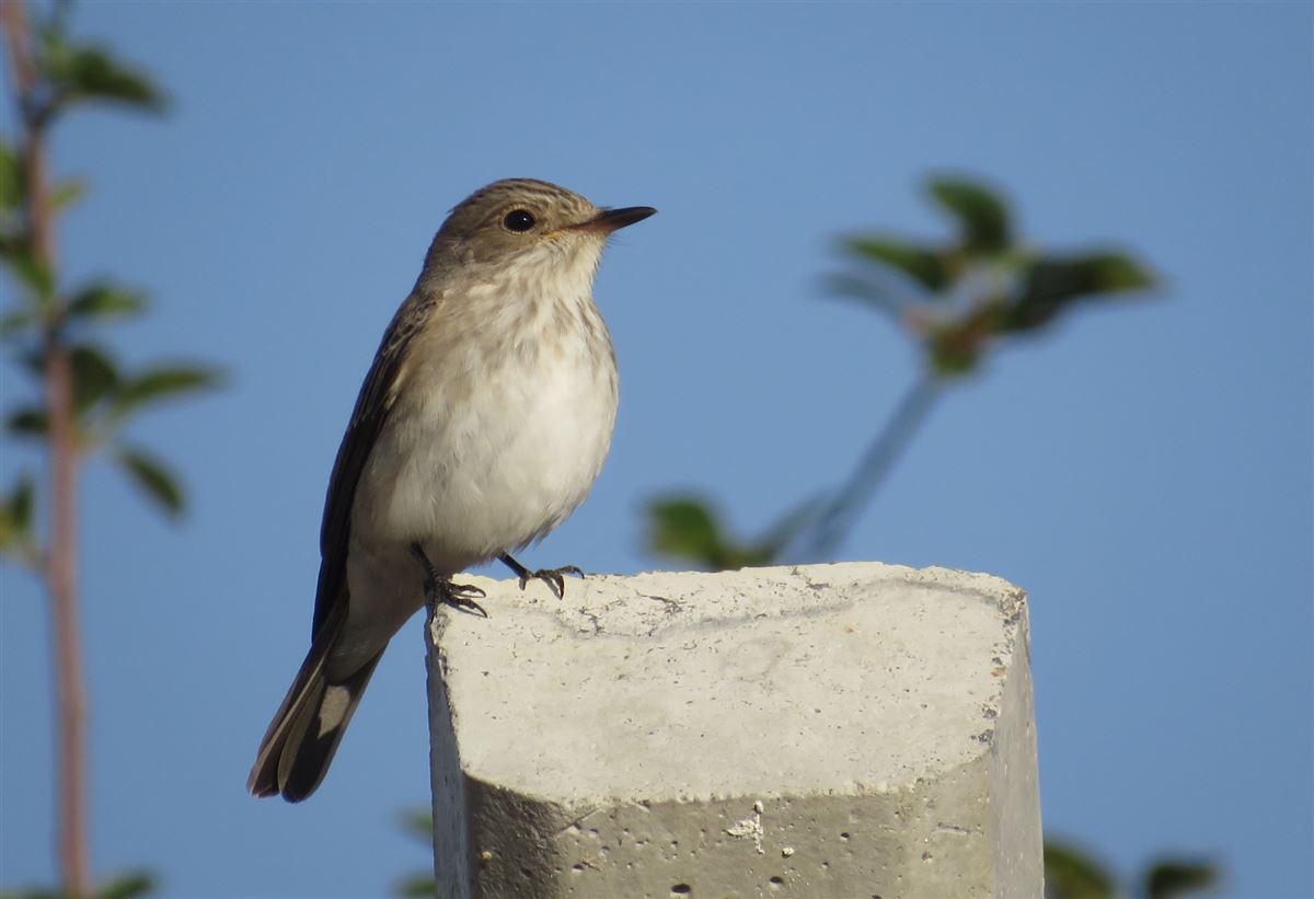 Spotted Flycatcher