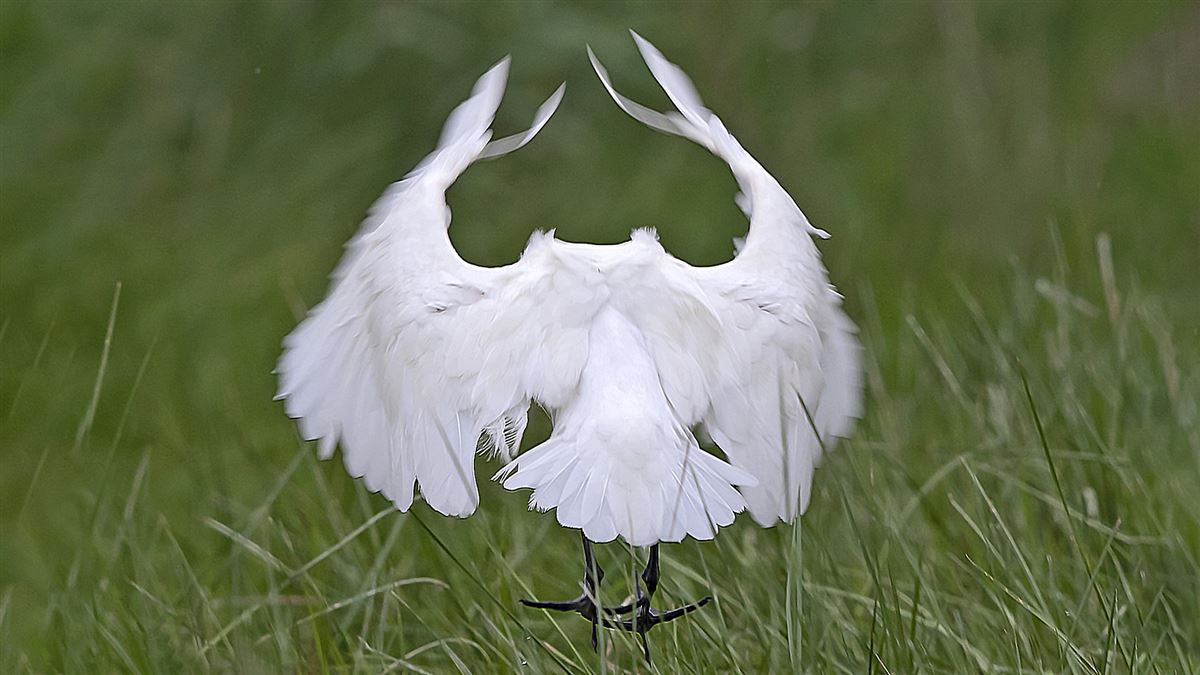Eurasian Spoonbill