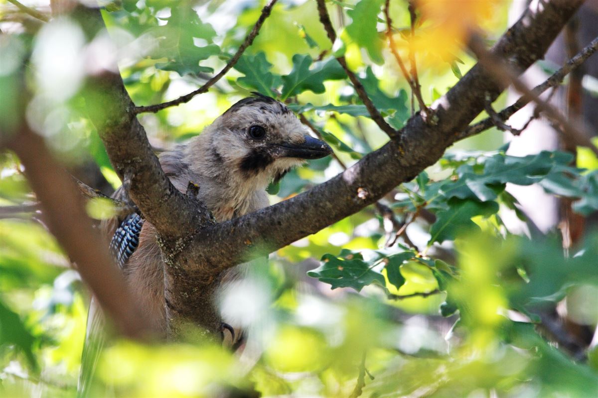 Eurasian Jay