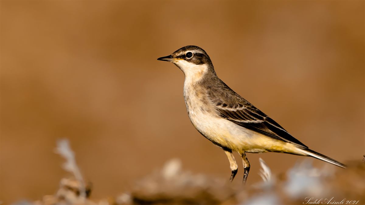 Western Yellow Wagtail
