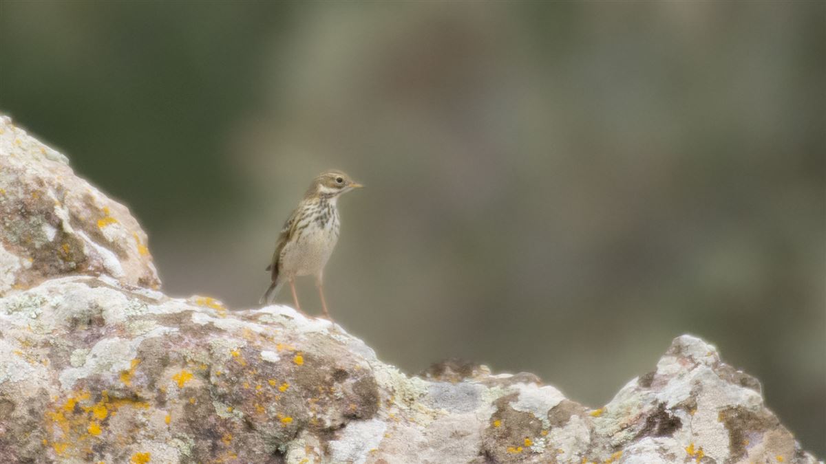 Meadow Pipit