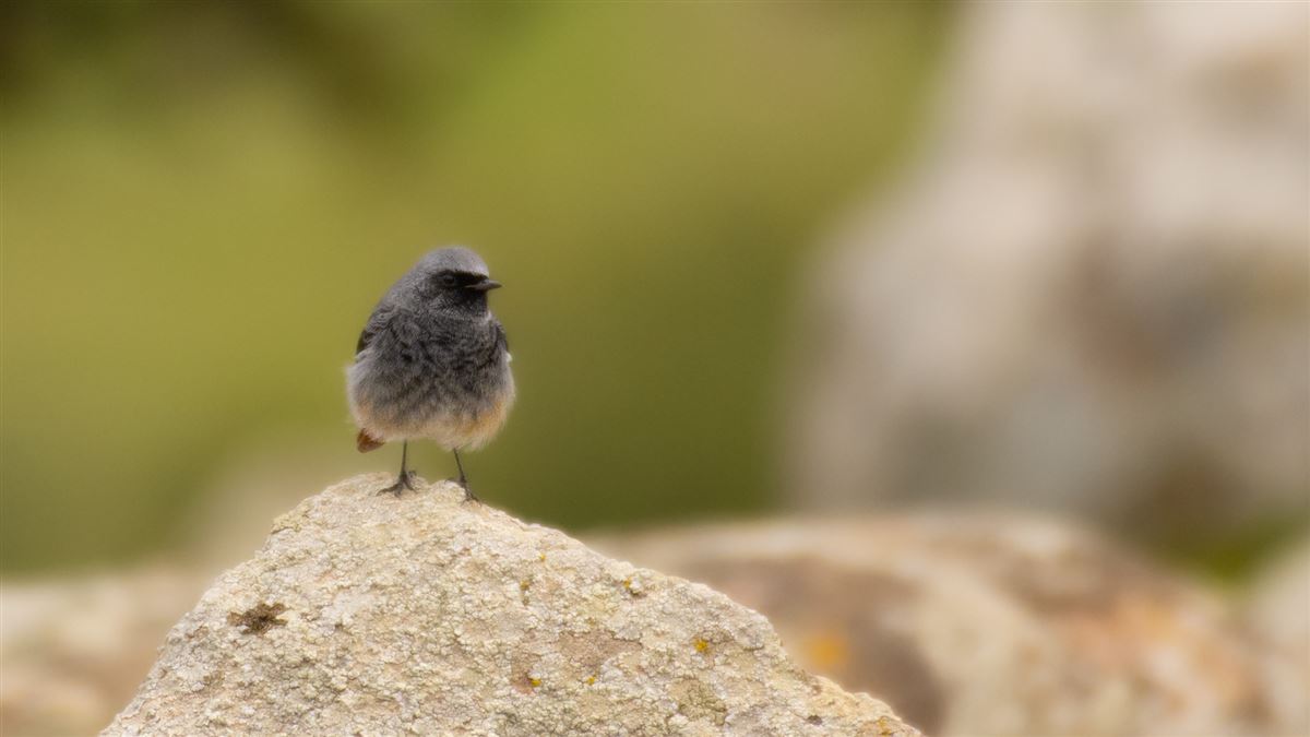 Black Redstart